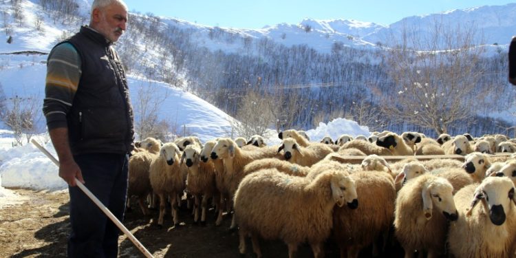 Ekonomik kriz, 20 yıl sonra köyüne dönen Dersimliyi de vurdu
