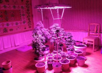 Evinde ısı, ışık ve havalandırma sistemiyle uyuşturucu yetiştirmiş