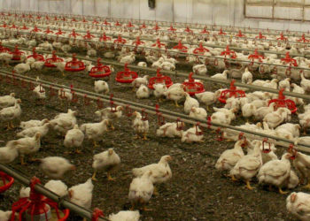 Fransa’da 151 çiftlikte kuş gribi alarmı