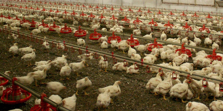 Fransa’da 151 çiftlikte kuş gribi alarmı