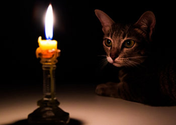 Güney Kore'de 100'den fazla ev yangını kediler nedeniyle çıkmış