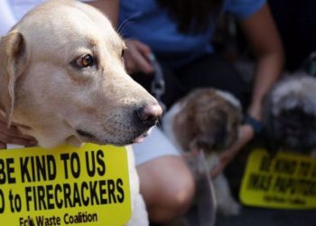 Havai fişekler nedeniyle en az 400 evcil hayvan can verdi, yüzlercesi de korkup kaçtı