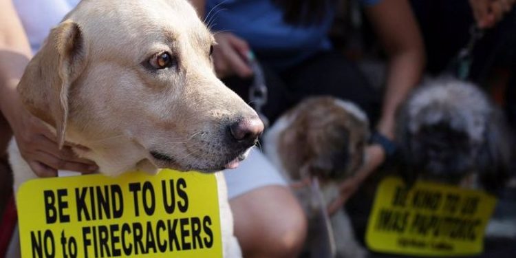 Havai fişekler nedeniyle en az 400 evcil hayvan can verdi, yüzlercesi de korkup kaçtı