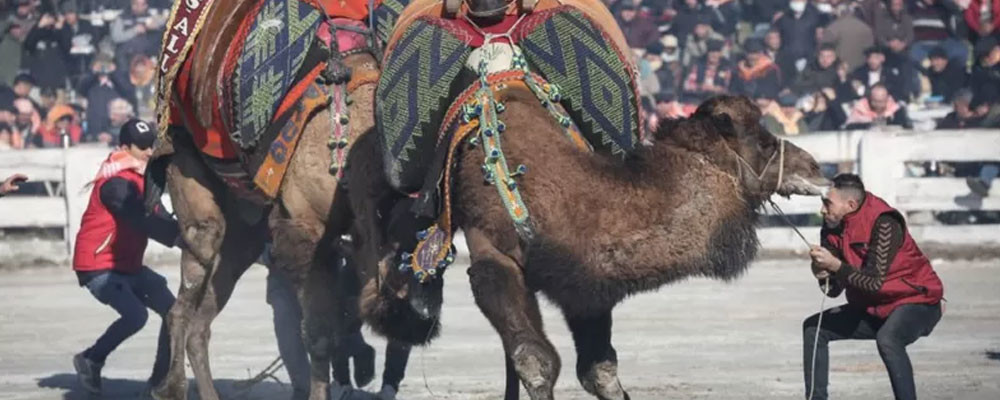 Hayvan hakları aktivistleri, yetkililerin güvenli dediği deve güreşinin yasaklanmasını istiyor