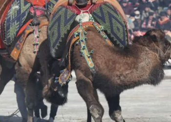 Hayvan hakları aktivistleri, yetkililerin güvenli dediği deve güreşinin yasaklanmasını istiyor