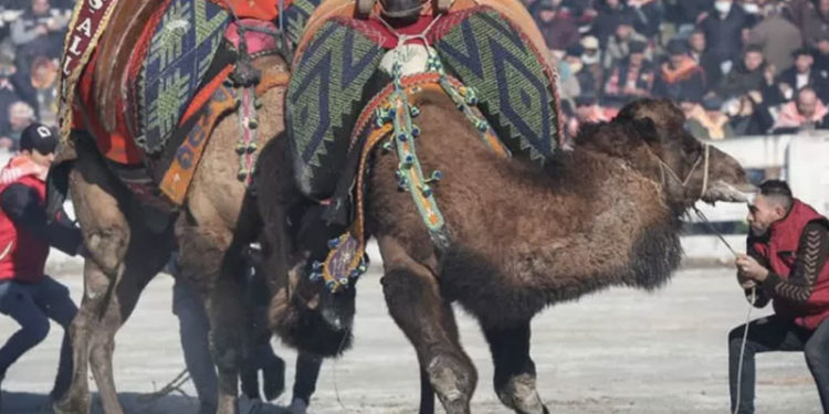 Hayvan hakları aktivistleri, yetkililerin güvenli dediği deve güreşinin yasaklanmasını istiyor