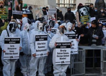 Hayvan hakları savunucuları Ankara’da toplandı: Kısırlaştırmayı durdurun