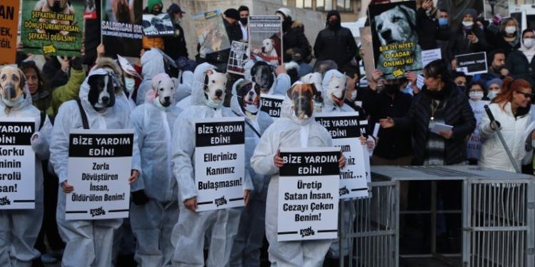 Hayvan hakları savunucuları Ankara’da toplandı: Kısırlaştırmayı durdurun