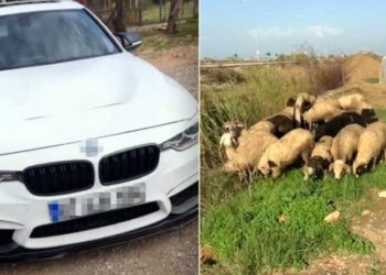 Lüks otomobille hayvan hırsızlığı