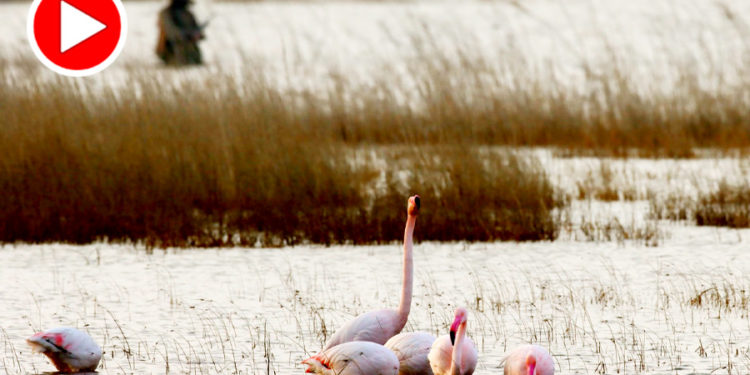 Milleyha Kuş Cenneti’nde flamingolar arasında ördek avı!
