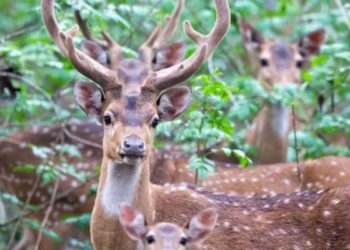 Paraguay: Cumhurbaşkanlığı Sarayı'ndaki geyik bir askeri öldürdü
