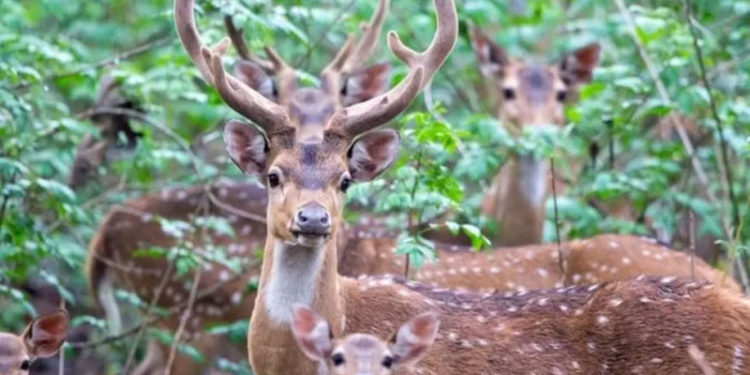 Paraguay: Cumhurbaşkanlığı Sarayı'ndaki geyik bir askeri öldürdü