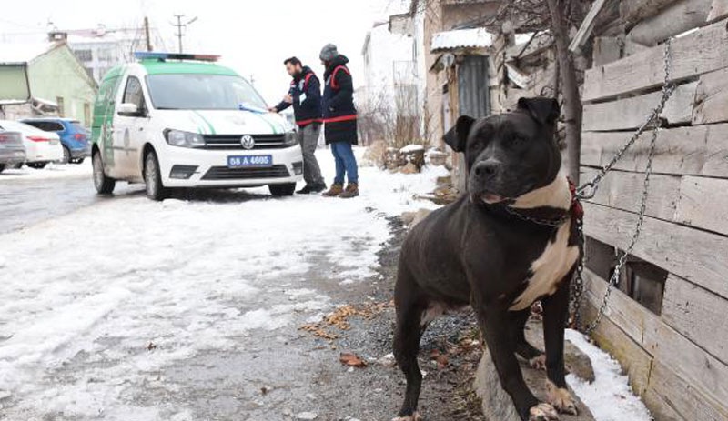 Pitbull ile sokakta yakalandı; 14 bin 982 lira ceza kesildi