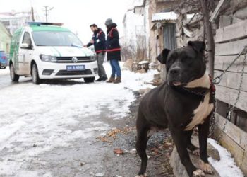 Pitbull ile sokakta yakalandı; 14 bin 982 lira ceza kesildi