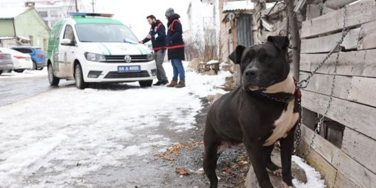 Pitbull ile sokakta yakalandı; 14 bin 982 lira ceza kesildi