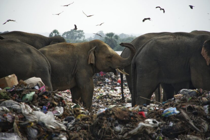 Sri Lanka’da plastik atıkları yutan 2 fil öldü