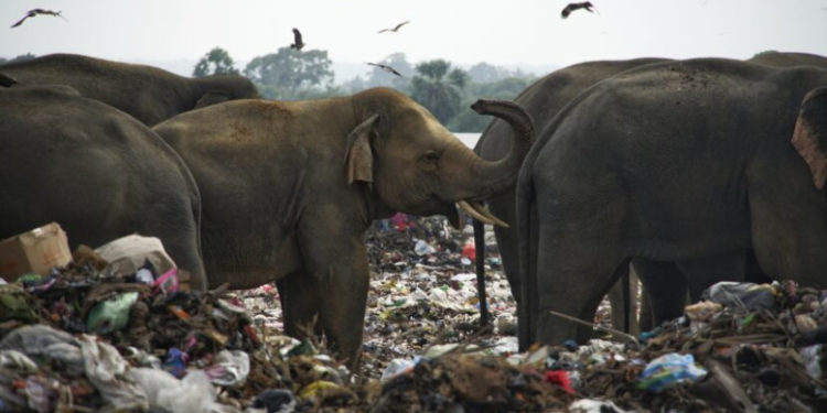 Sri Lanka’da plastik atıkları yutan 2 fil öldü