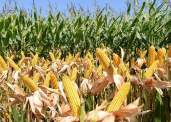 Tarım Bakanlığı, GDO'lu iki yem çeşidinin kullanımına izin verdi