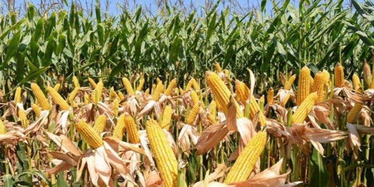 Tarım Bakanlığı, GDO'lu iki yem çeşidinin kullanımına izin verdi