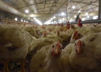 Tavuk eti üretimi yıllık yüzde 16,1 arttı