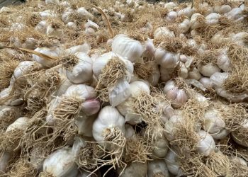 Taşköprü sarımsağının kilosu 2,5 liraya kadar düştü