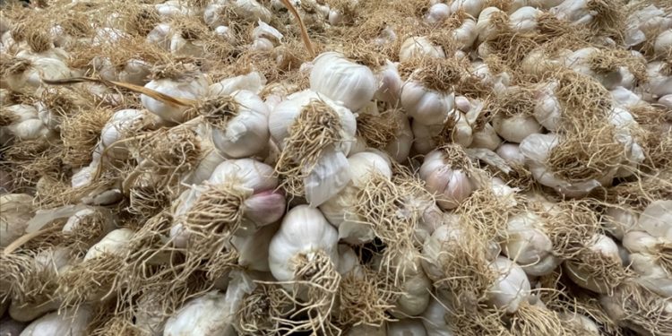 Taşköprü sarımsağının kilosu 2,5 liraya kadar düştü