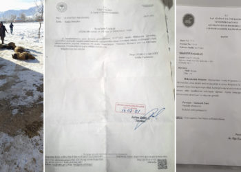 Van’da yüzlerce küçükbaş hayvan öldü, çiftçiler ‘yemden’ şüpheleniyor
