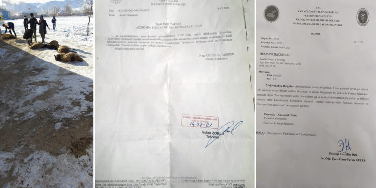 Van’da yüzlerce küçükbaş hayvan öldü, çiftçiler ‘yemden’ şüpheleniyor
