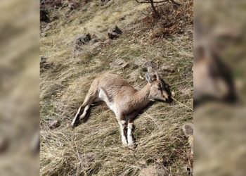 Yaban keçisi avlayan kişiye 60 bin lira ceza