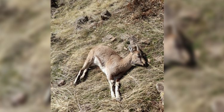 Yaban keçisi avlayan kişiye 60 bin lira ceza