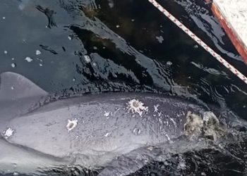 Yunusu silahla vurup öldürdüler