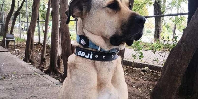 Ömer Koç, İstanbul'da toplu taşımayla dolaşan Boji'yi sahiplendi