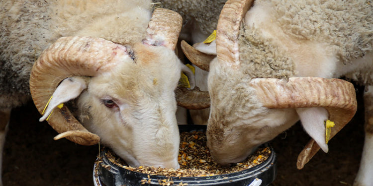 Üreticiler, dolardaki düşüş sonrası yem fiyatlarında indirim bekliyor