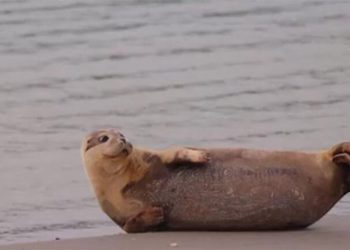 İngiltere'den doğaya bırakılan fok yavrusu Fransa sahillerinde görüldü