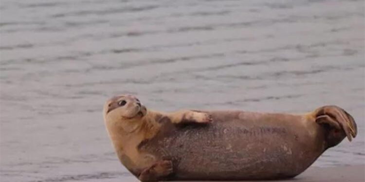 İngiltere'den doğaya bırakılan fok yavrusu Fransa sahillerinde görüldü