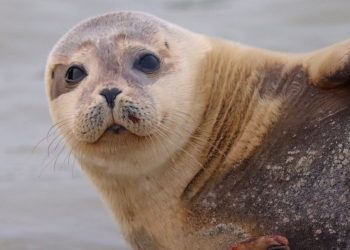 İngiltere'den doğaya bırakılan öksüz fok yavrusu Fransa sahillerinde görüldü