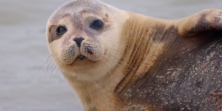 İngiltere'den doğaya bırakılan öksüz fok yavrusu Fransa sahillerinde görüldü