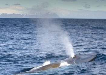 İrlanda'dan Rusya'ya: Kıyılarımızda yapacağınız tatbikat, nadir balina türlerine zarar verebilir