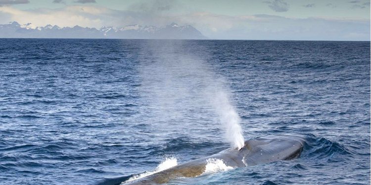 İrlanda'dan Rusya'ya: Kıyılarımızda yapacağınız tatbikat, nadir balina türlerine zarar verebilir