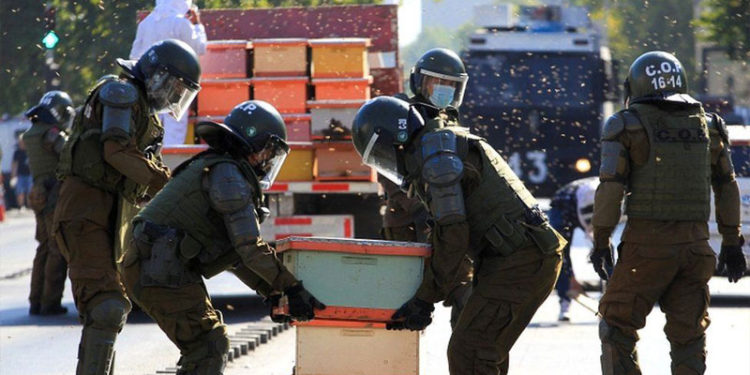 Şili'de eylem yapan arıcılar 10 bin arıyı serbest bıraktı, yedi polisi arı soktu