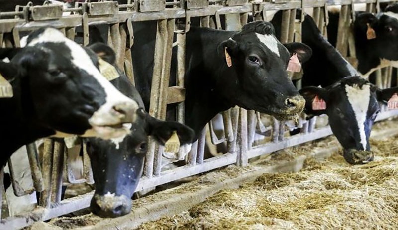 İneği kesmek sağmaktan daha kârlı: Çiftliklerde faturalar yüzde 170 arttı