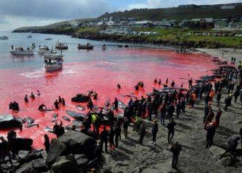 Danimarka’ya bağlı Faroe Adaları’nda yunusları “öğüten” geleneksel av yasaklanacak mı?