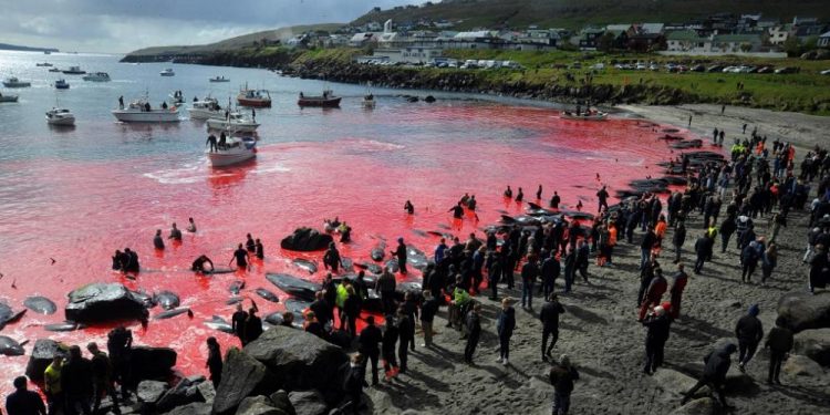 Danimarka’ya bağlı Faroe Adaları’nda yunusları “öğüten” geleneksel av yasaklanacak mı?