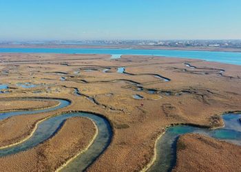Sulak alanların mucizesi: İklim değişikliğiyle mücadelenin gizli silahı