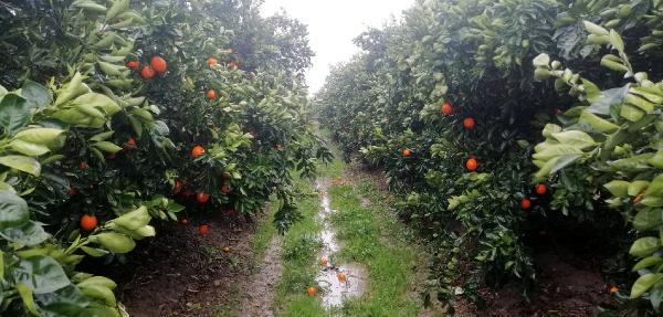 Adana'da binlerce ton portakal, dalında kaldı