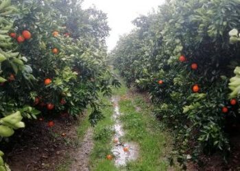 Adana'da binlerce ton portakal, dalında kaldı