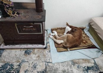 Annesi ölen buzağıyı evinde besliyor; kadife yastıklarda uyutuyor