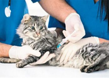 Bakanlıktan, CHP'li belediyelere 'ücretsiz aşılama projesi' için izin çıkmadı