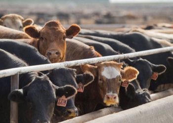 Büyükbaş hayvan sayısı yüzde 0,7 azaldı, küçükbaş sayısı yüzde 6,3 arttı