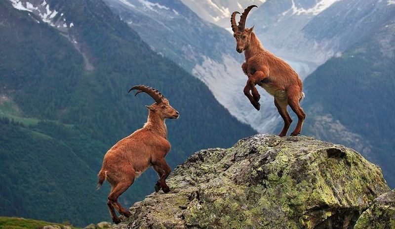 Danıştay, bakanlığın yaban keçisi avı ihalesini oy birliğiyle iptal etti